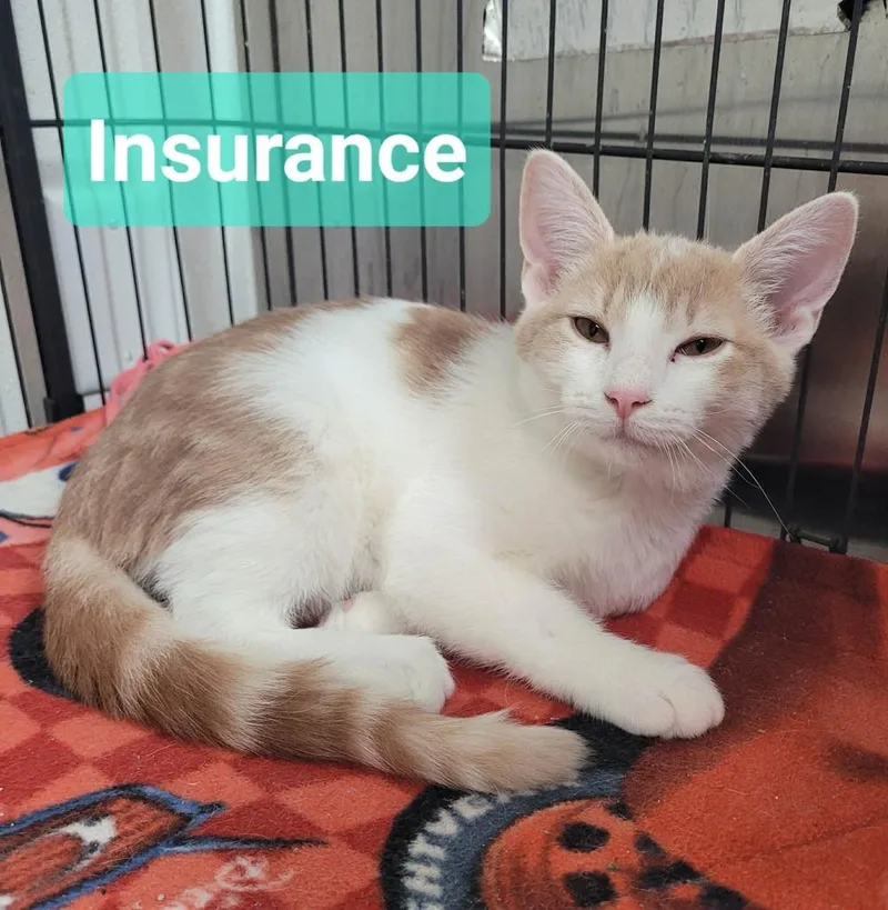 Insurance thumbnail 2