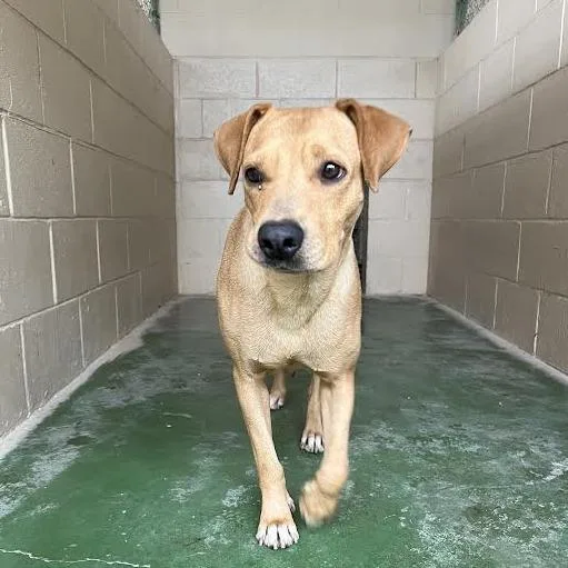 An adult medium-sized female Yellow / Tan / Blond / Fawn Labrador Retriever dog named Ginger for adoption in Laredo, TX