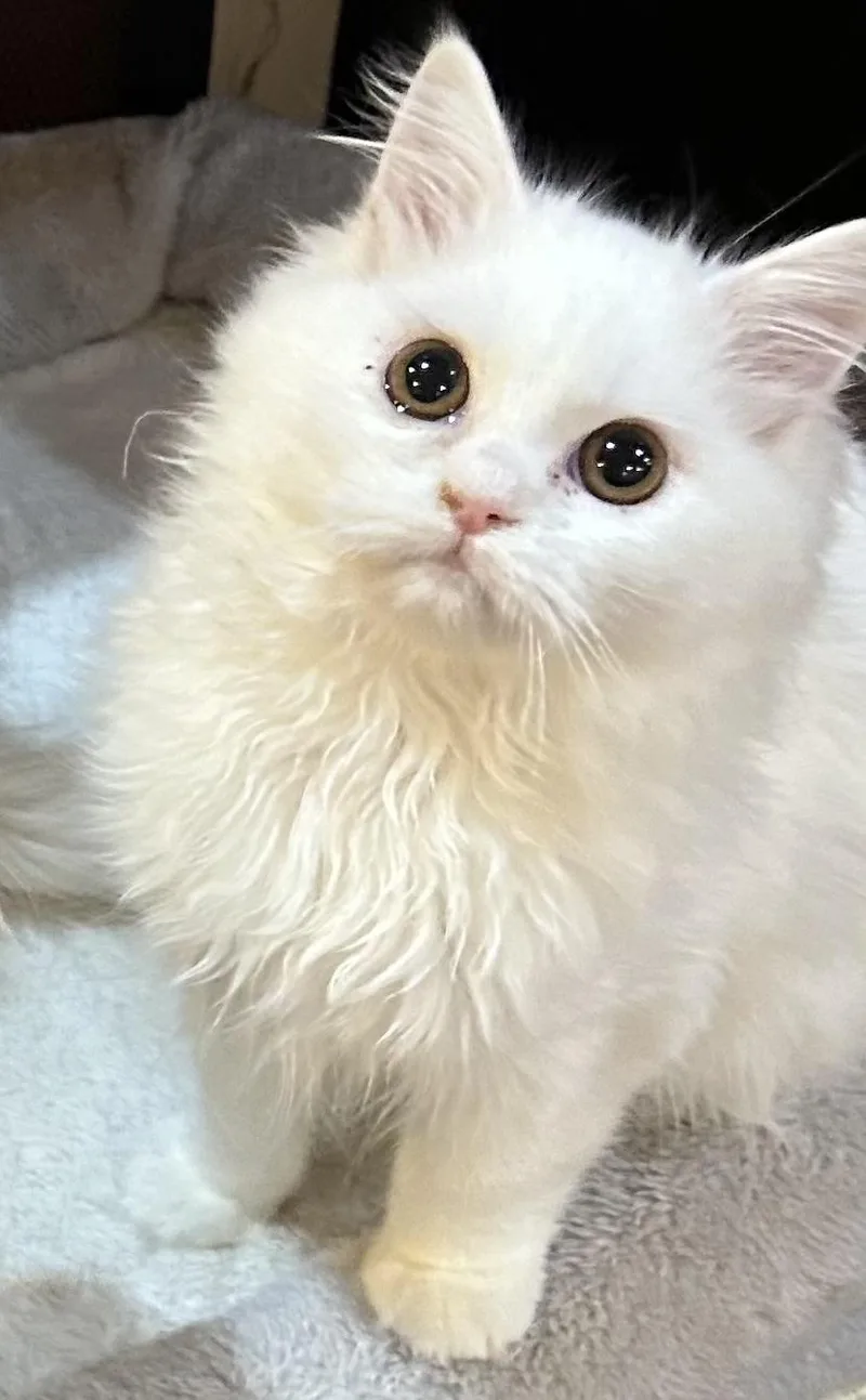 A young large-sized male White Persian cat named Snow for adoption in Allentown, NJ
