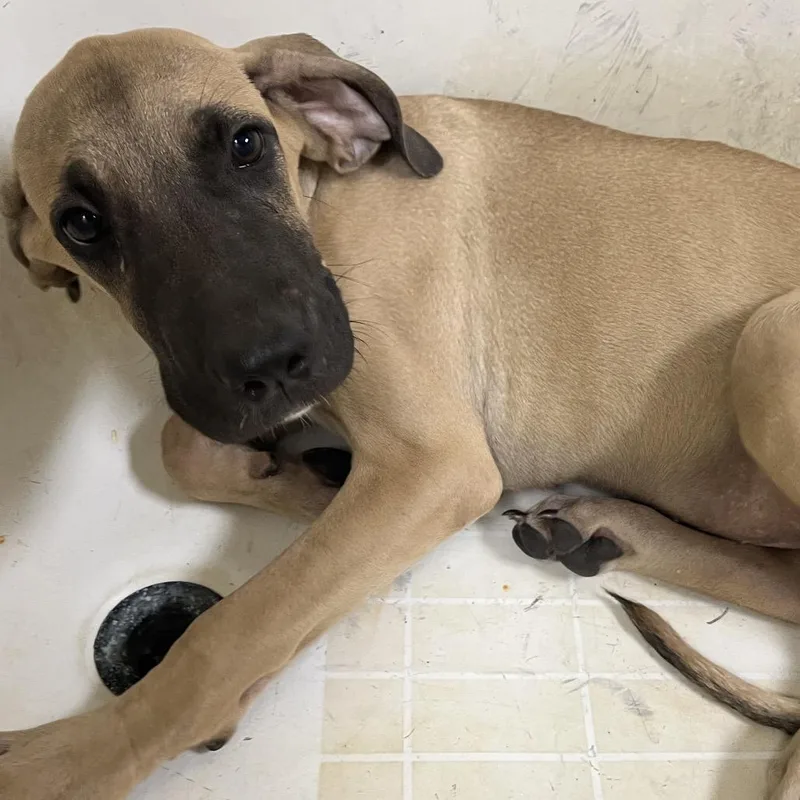 A baby large-sized male Cane Corso dog named Pluto for adoption in Palestine, TX