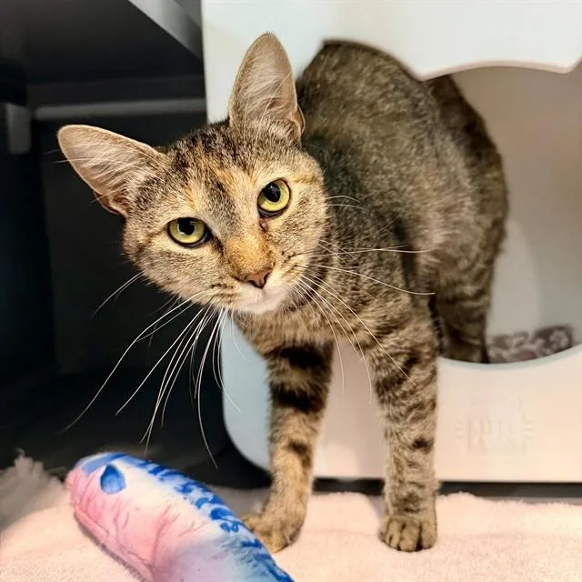 A young small-sized female Domestic Short Hair cat named Godiva for adoption in Leesburg, VA