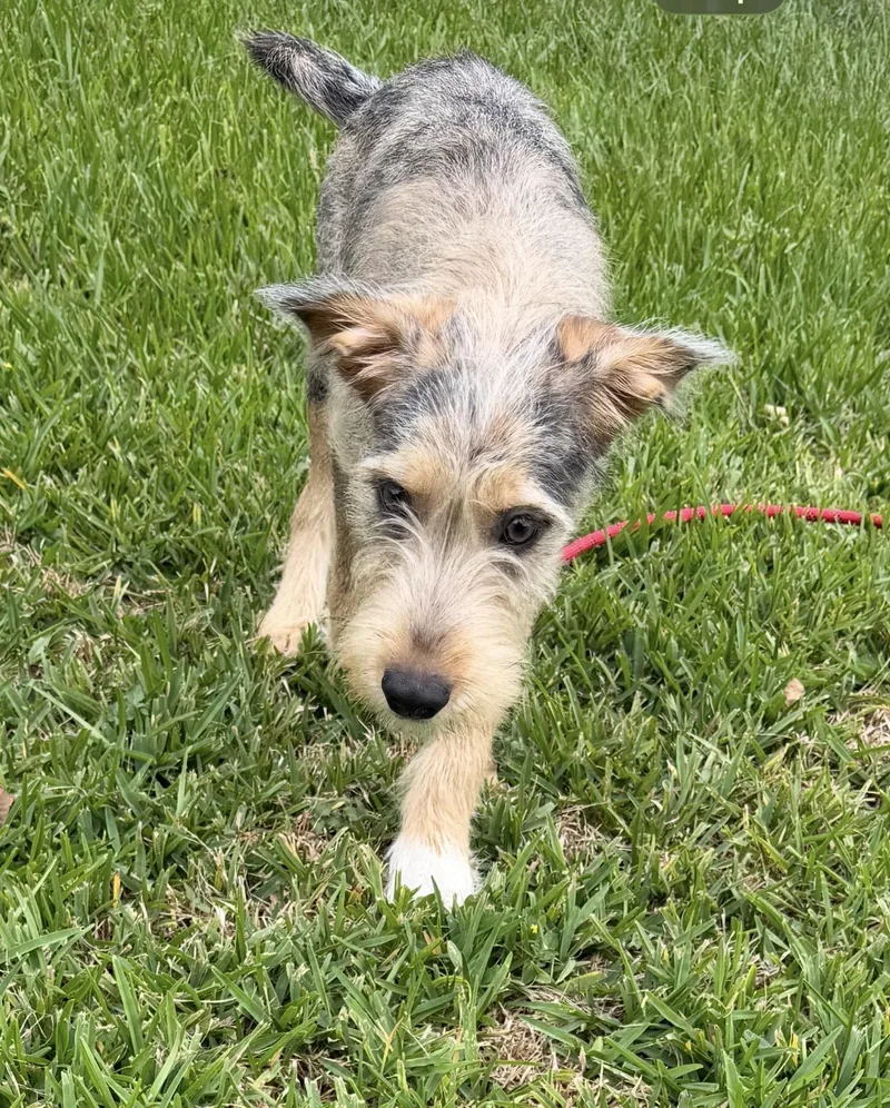 A young medium-sized male Border Terrier dog named Drake for adoption in Louise, TX
