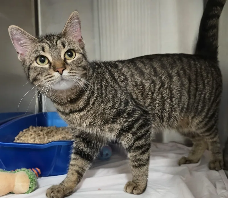 An adult medium-sized female Tabby (Brown / Chocolate) Domestic Short Hair cat named Tootsie for adoption in Amityville, NY