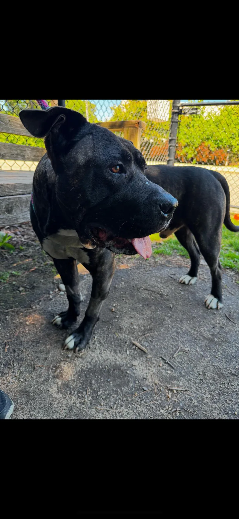 An adult medium-sized male Black Pit Bull Terrier dog named 26-233 for adoption in Amityville, NY