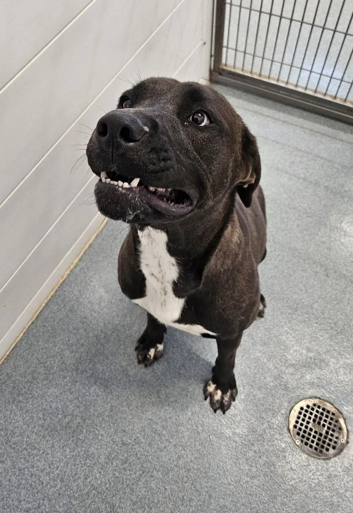 Valentine thumbnail 2