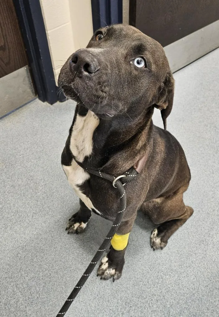 Valentine thumbnail 3