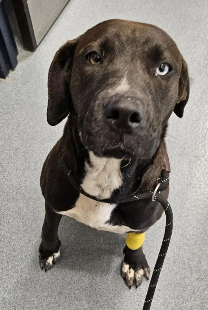 Valentine thumbnail 4