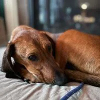 An adult medium-sized female Hound dog named Nellie Jo for adoption in Monticello, NY