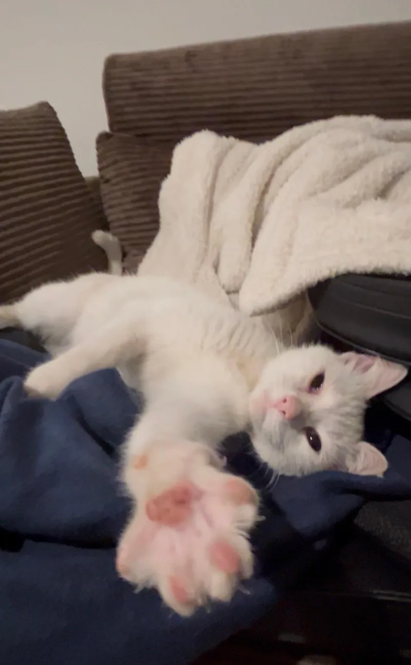 A young medium-sized female Domestic Short Hair cat named Luna for adoption in Long Beach, CA