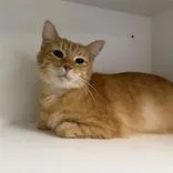An adult large-sized male Orange & White Domestic Short Hair cat named Garfield for adoption in Hilliard, OH