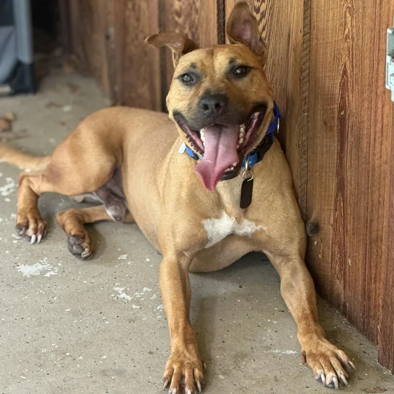 An adult medium-sized male Yellow / Tan / Blond / Fawn American Staffordshire Terrier dog named Cheese for adoption in Proctorville, OH