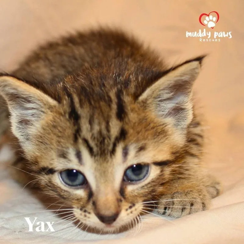 Mayan Litter:  Yax