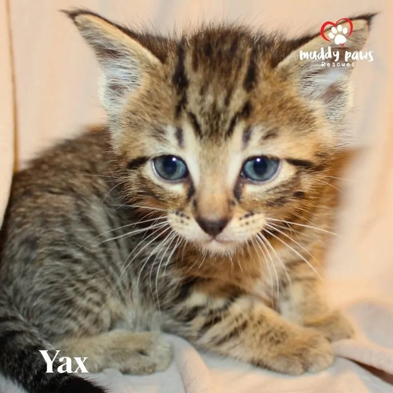 Mayan Litter:  Yax thumbnail 2