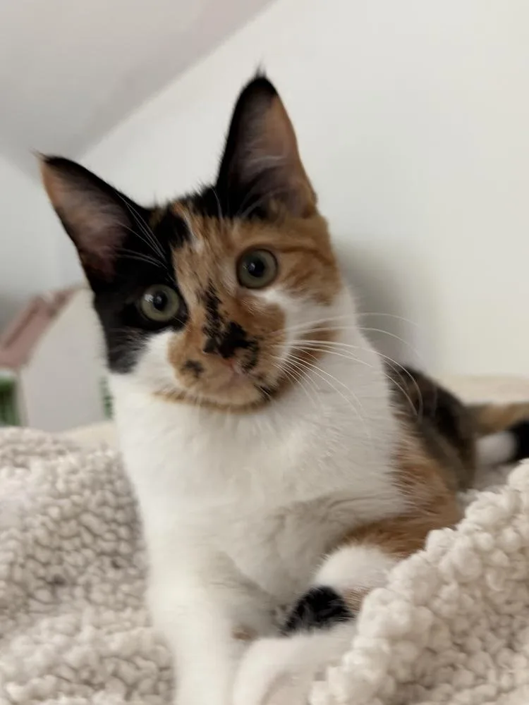 A baby small-sized female Calico cat named Pez Exotic Flavors: Asian for adoption in Warren, CT