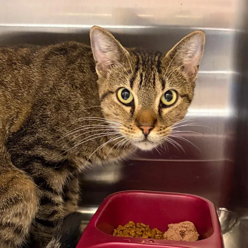 An adult medium-sized male Gray / Blue / Silver Domestic Short Hair cat named Alpha for adoption in Palestine, TX