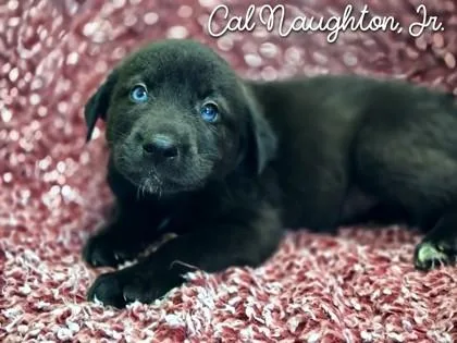 A young large-sized male Shepherd dog named Cal for adoption in Kansas City, MO