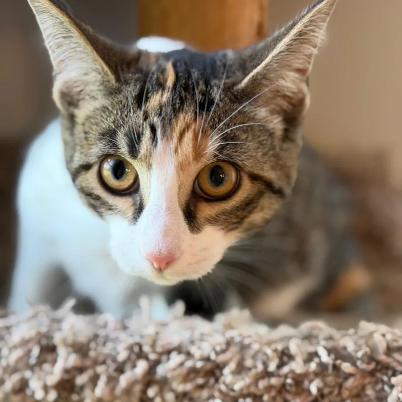 A young small-sized female Torbie Domestic Short Hair cat named San Lucia for adoption in Eaton Rapids, MI