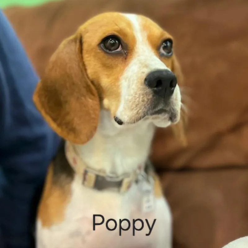 Poppy