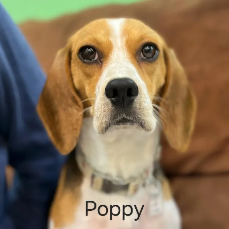 Poppy thumbnail 2