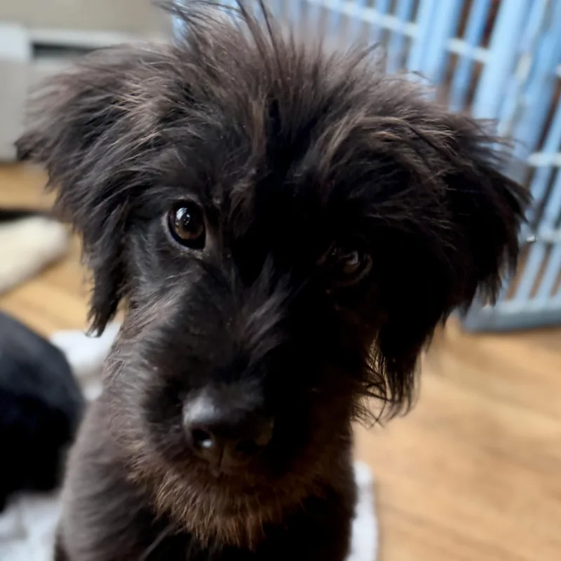 A baby medium-sized female Black Standard Poodle dog named Rosie for adoption in Fort Collins, CO