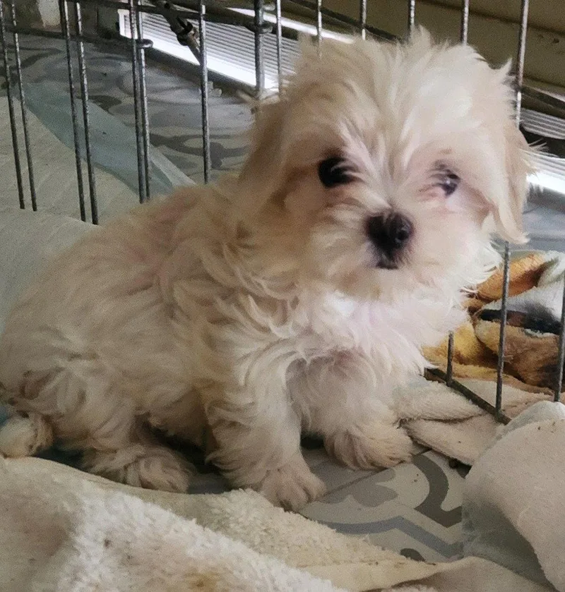 A baby small-sized female Maltese dog named Willow for adoption in Oakland Park, FL