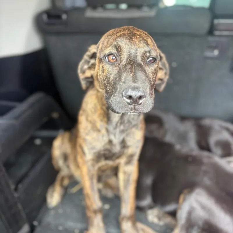 Zuri