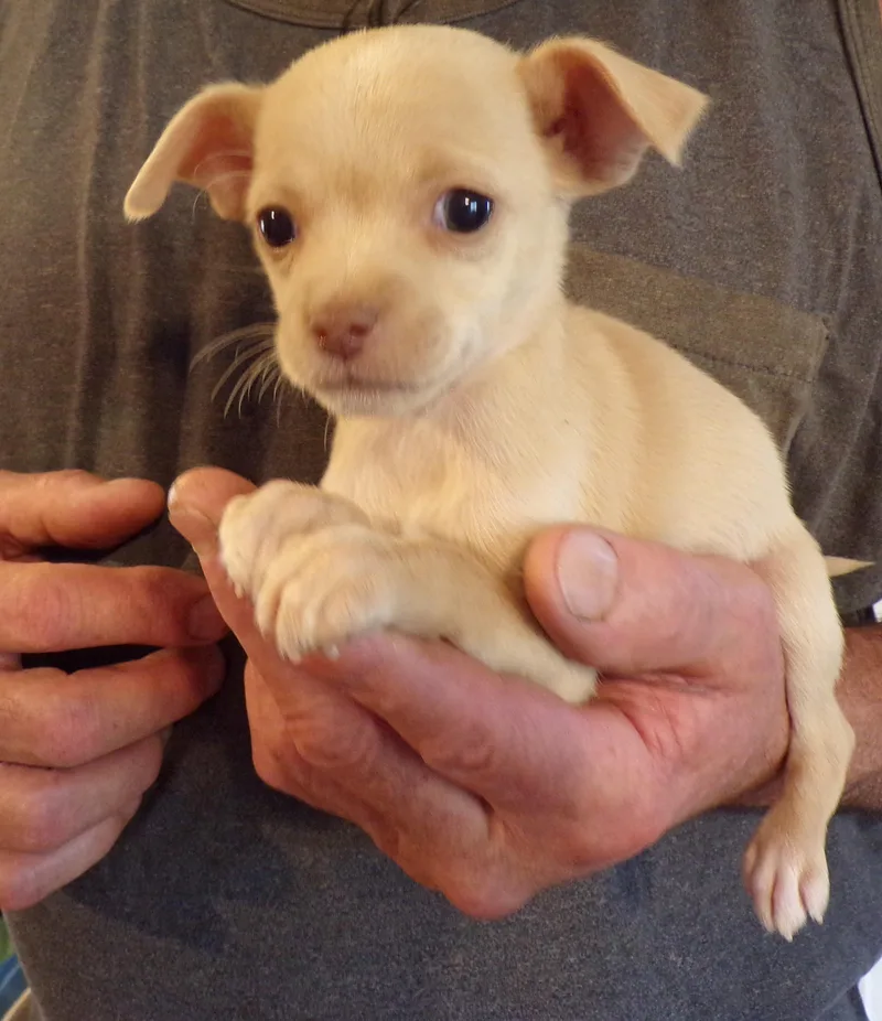 A baby small-sized female Chihuahua dog named Cherish for adoption in Corona, CA