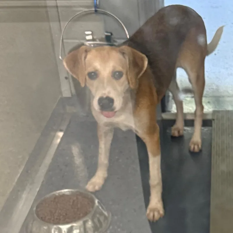 A young medium-sized female Brown / Chocolate Mixed Breed dog named Tiana for adoption in Galax, VA