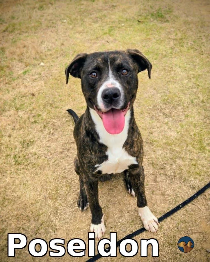 A young large-sized male Mixed Breed dog named Poseidon for adoption in Douglasville, GA