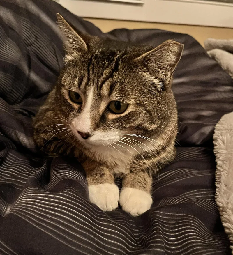 An adult large-sized male Tabby cat named Mr. Bagel for adoption in San Jose, CA