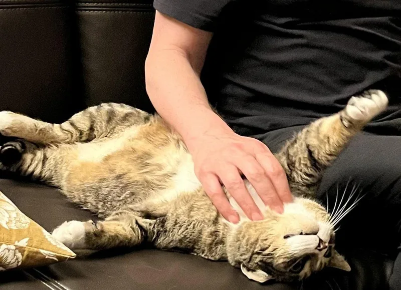 Mr. Bagel thumbnail 2