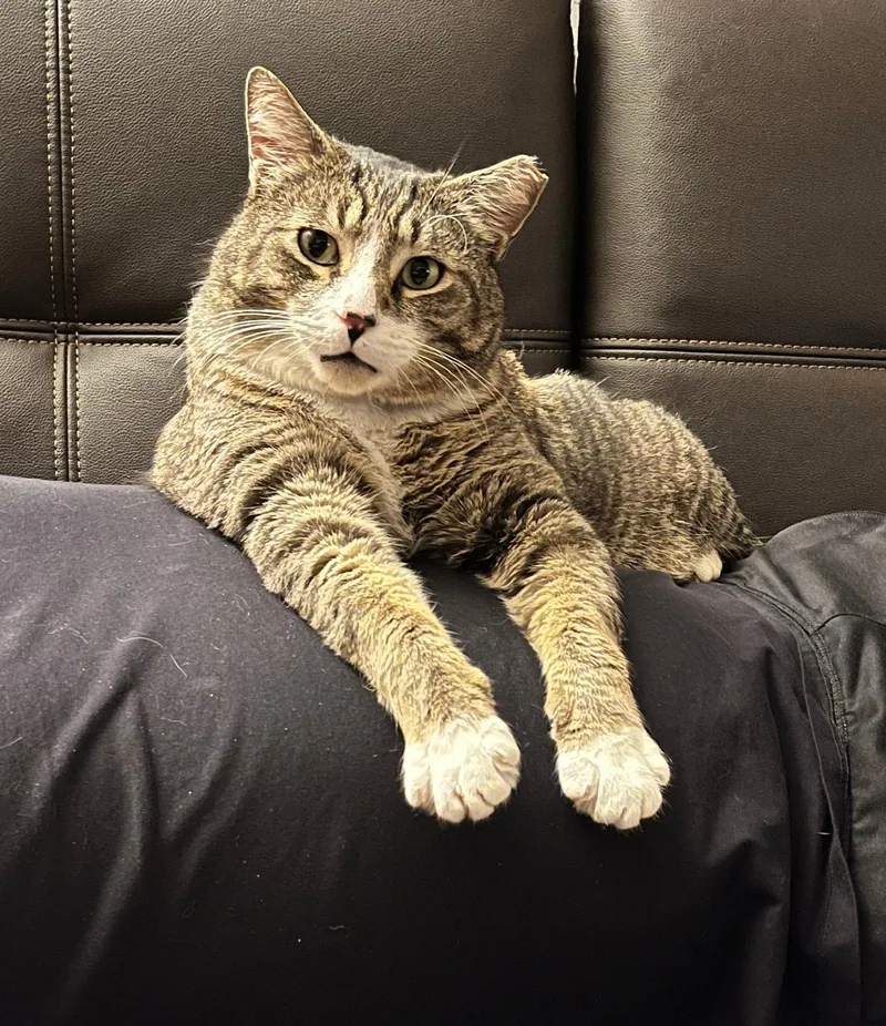 Mr. Bagel thumbnail 3
