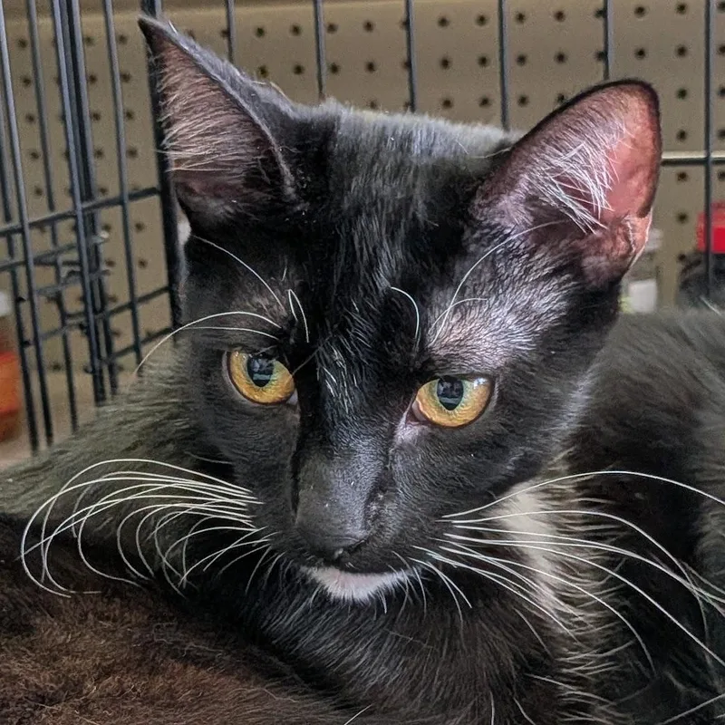 A young medium-sized male Black & White / Tuxedo Domestic Short Hair cat named Coriolanus for adoption in Eugene, OR