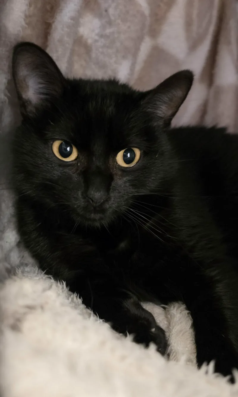 An adult medium-sized female Black Domestic Short Hair cat named Lucky for adoption in Whiting, IN