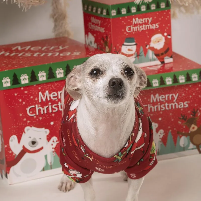 A senior small-sized male White / Cream Chihuahua dog named Seven for adoption in Corvallis, OR