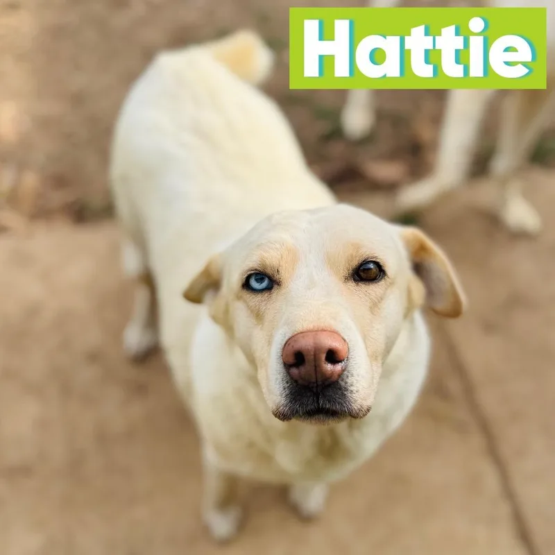 Hattie