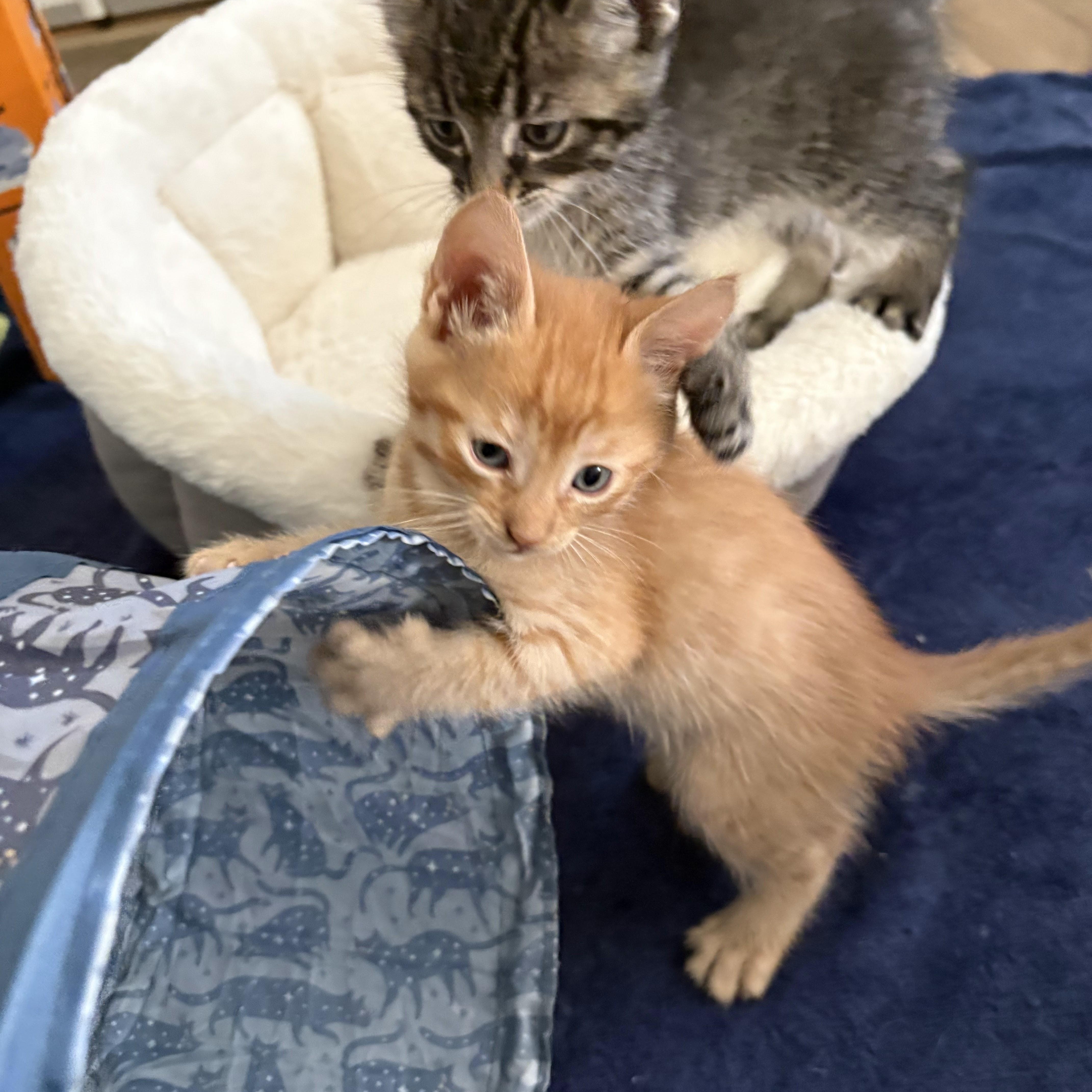 Tootsie & Rollo thumbnail 4