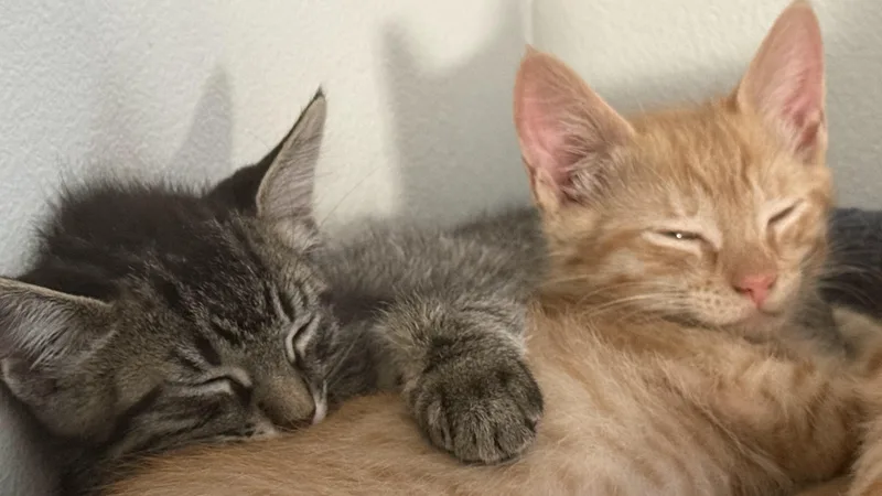 Tootsie & Rollo thumbnail 5