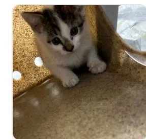 A baby small-sized male Domestic Short Hair cat named Doodle Bop for adoption in Washington, DC