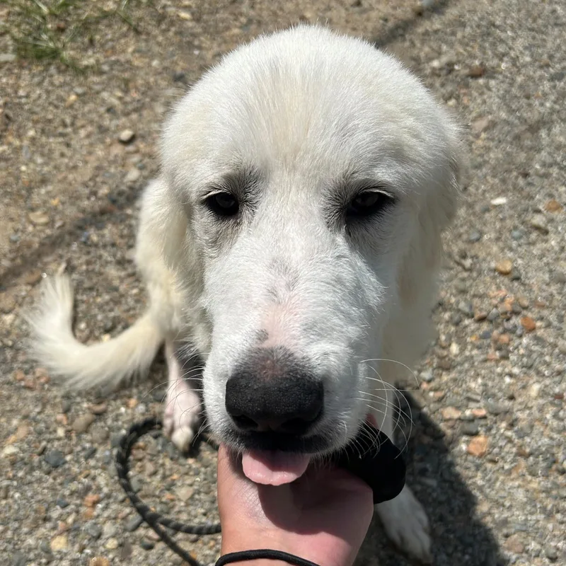 Nala