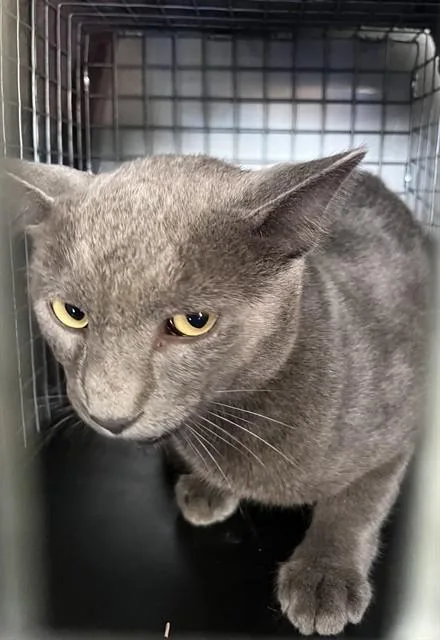 A young small-sized male Domestic Short Hair cat named Garth for adoption in Fort Myers, FL