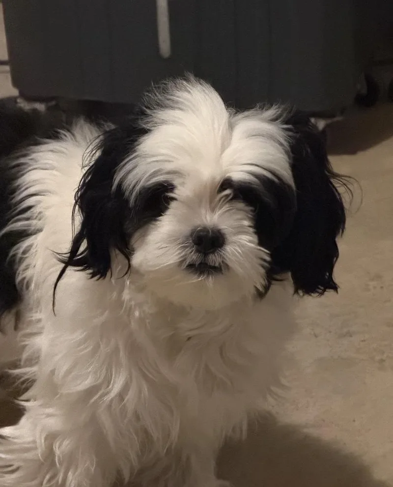 An adult small-sized male Tricolor (Brown, Black, & White) Shih Tzu dog named Luke for adoption in New Braunfels, TX