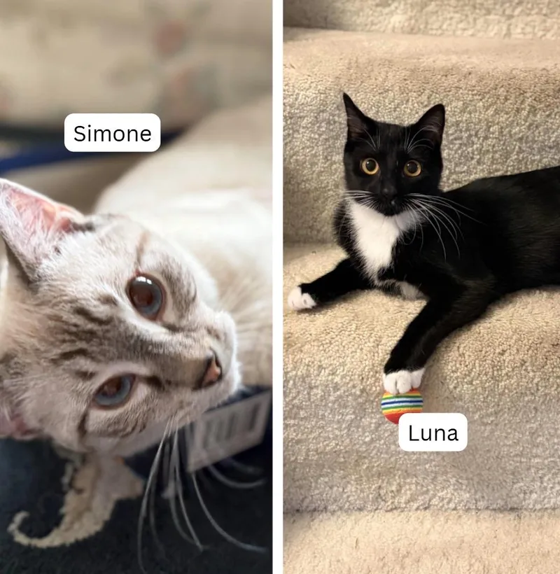 A baby small-sized male Domestic Short Hair cat named Simone Luna for adoption in Minneapolis, MN