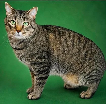 An adult small-sized male Domestic Short Hair cat named Edmund for adoption in West Chester, PA