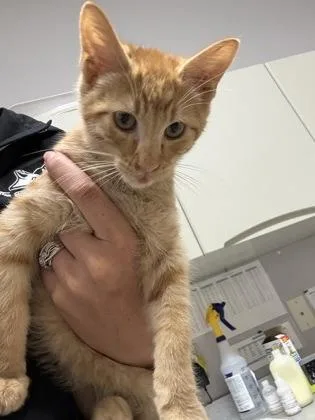 Mufasa