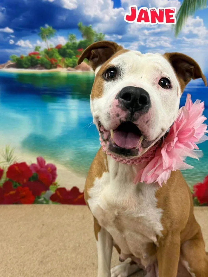 An adult medium-sized female Yellow / Tan / Blond / Fawn Mixed Breed dog named Jane for adoption in Flint, MI