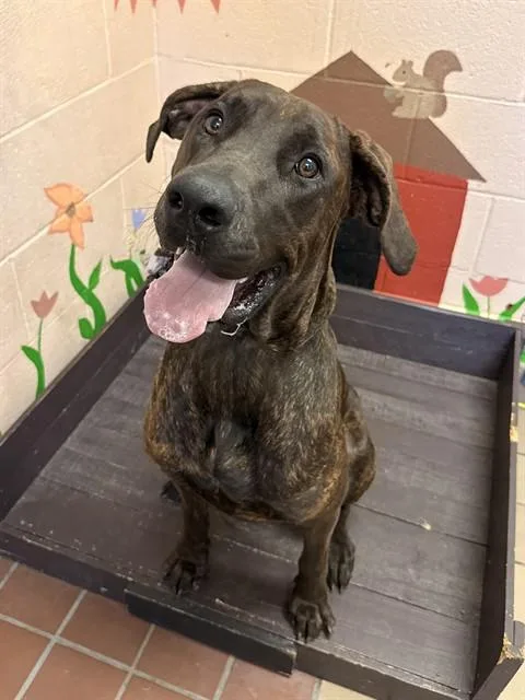 A young large-sized female Cane Corso dog named Kaia for adoption in Castaic, CA