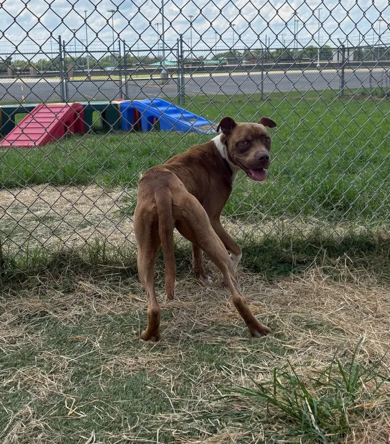 An adult medium-sized female Mixed Breed dog named CoCo for adoption in Bossier City, LA
