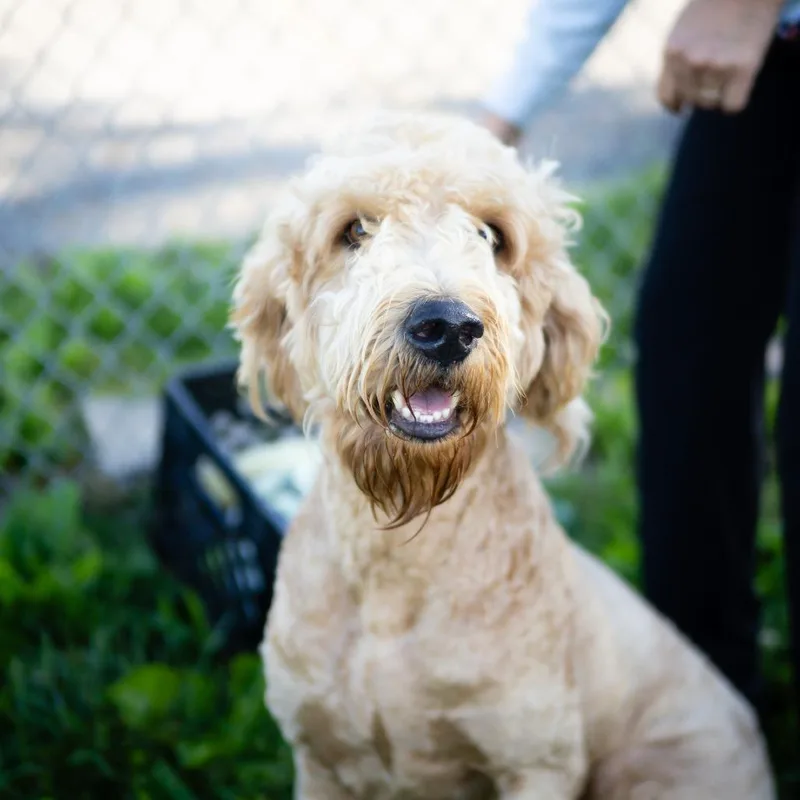 Benny