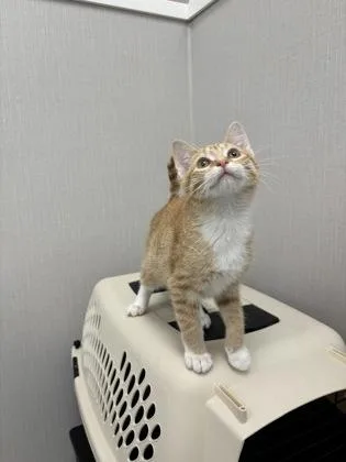 A baby small-sized female Domestic Short Hair cat named Violet for adoption in Fergus Falls, MN